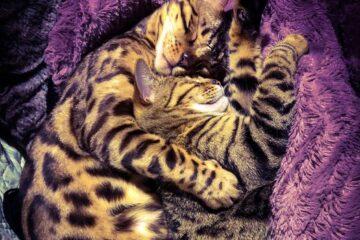 Lindsay's fur baby kittens